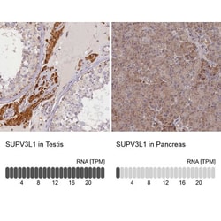 SUV3L1 Antibody, Novus Biologicals:Antibodies:Primary Antibodies